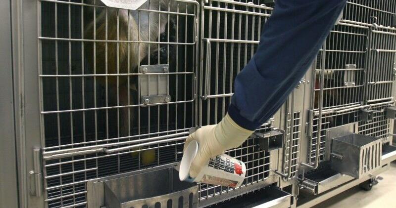 UW-MADISON | LAB MONKEYS HURT PETA calls for investigation after UW-Madison lab monkeys injured