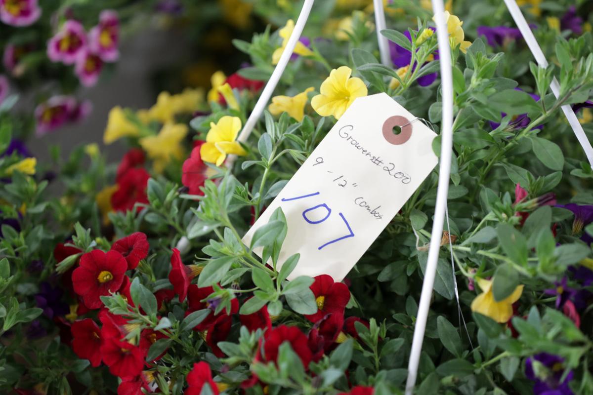 Amish Flower Auction Riceville Iowa Best Flower Site