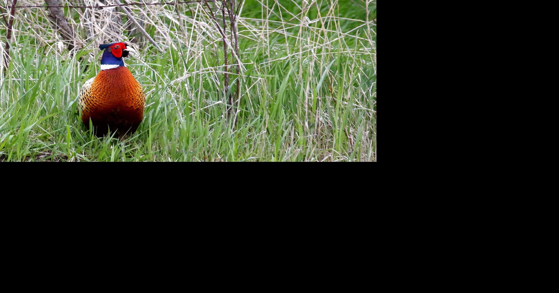 Jerry Davis Game Farm set to release 75,000 birds