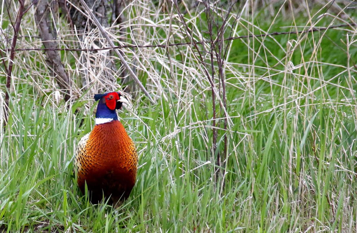 Pheasant Game Farms Near Me Pa Game Commission Pheasant Farm In