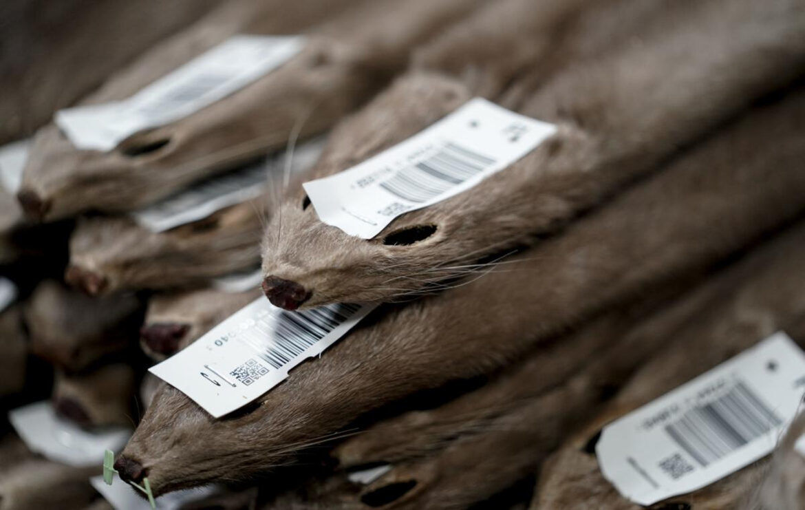Mink pelts, State Journal photo