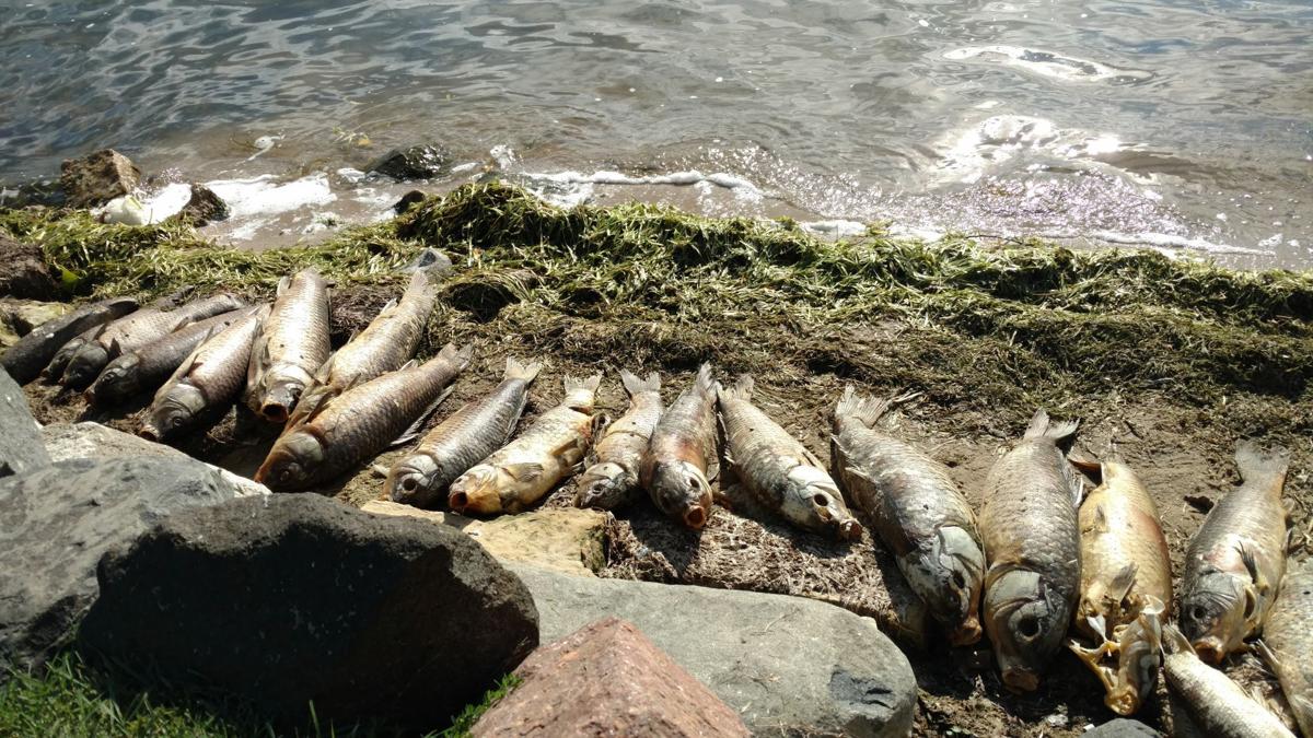 Koi herpes virus killing carp in Madison lakes