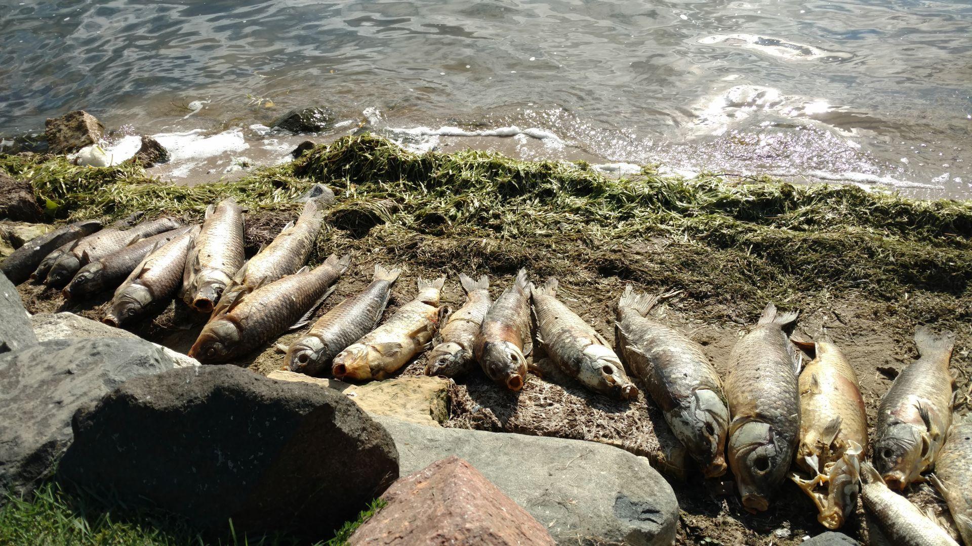 Koi Herpes Virus Blamed For Dead Carp In Madison Lakes And The Yahara River Dnr Says Science Environment Madison Com