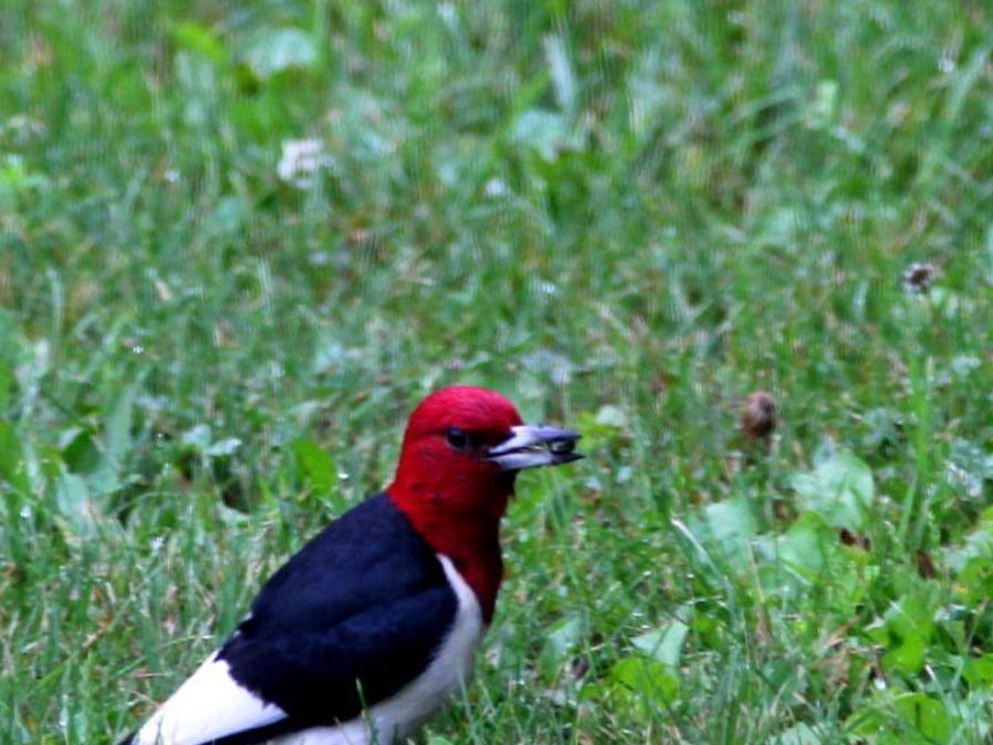 Jerry Davis Red Headed Woodpeckers Provide Ecology Lesson Outdoors Madison Com