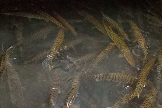 DNR To Host Open House At Governor Tommy G. Thompson State Fish Hatchery Sept. 26