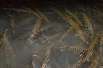DNR To Host Open House At Governor Tommy G. Thompson State Fish Hatchery Sept. 26