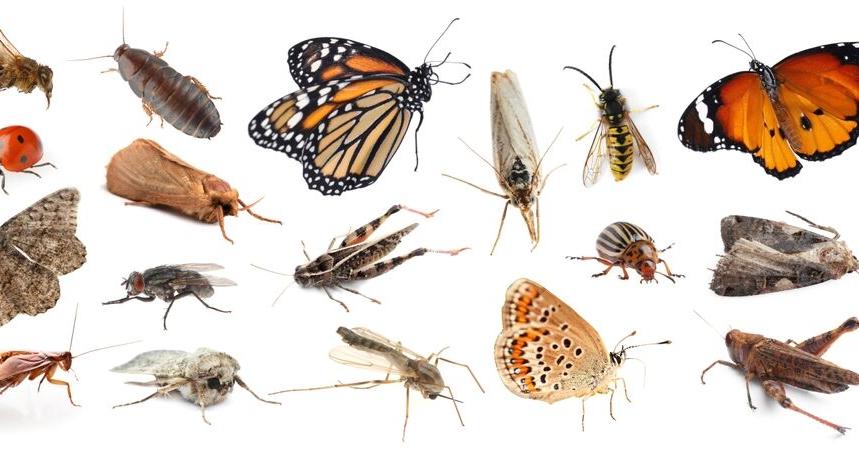 Changing climate could be pressuring insect populations