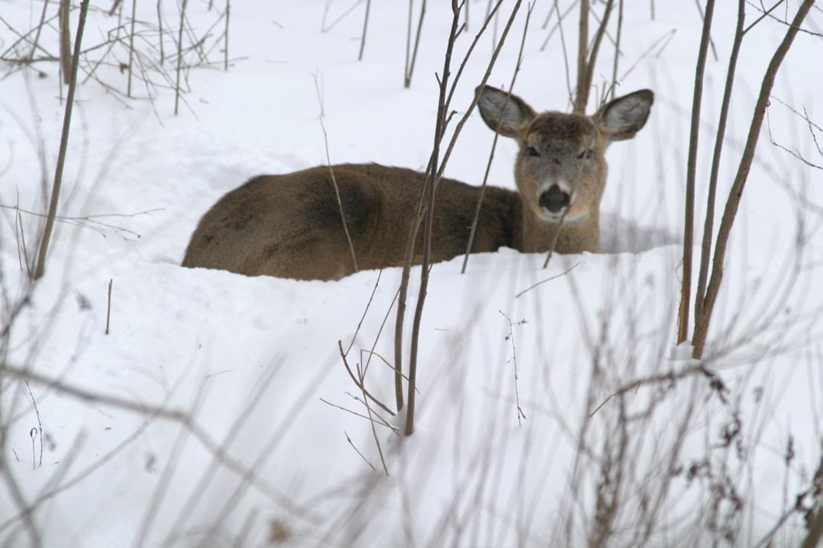 Jerry Davis Observers Say Deer Herd Doing Ok This Winter In Wisconsin Outdoors Madison Com