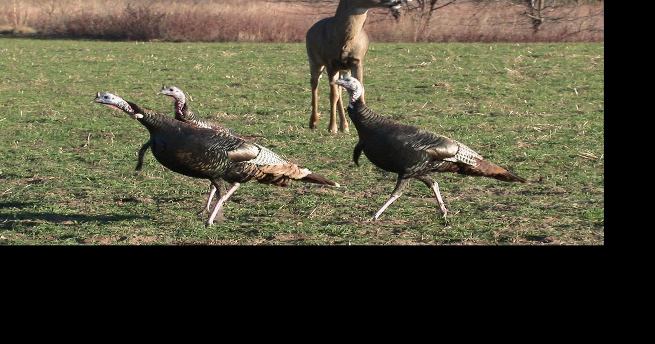 Wisconsin Deer & Turkey Expo