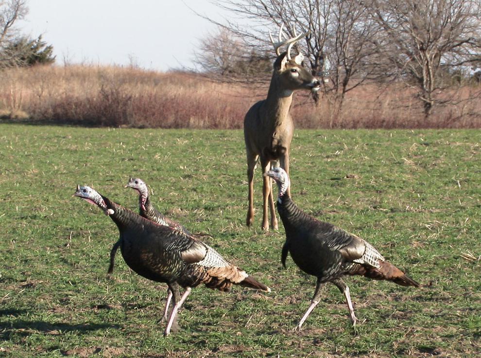 Wisconsin Deer & Turkey Expo
