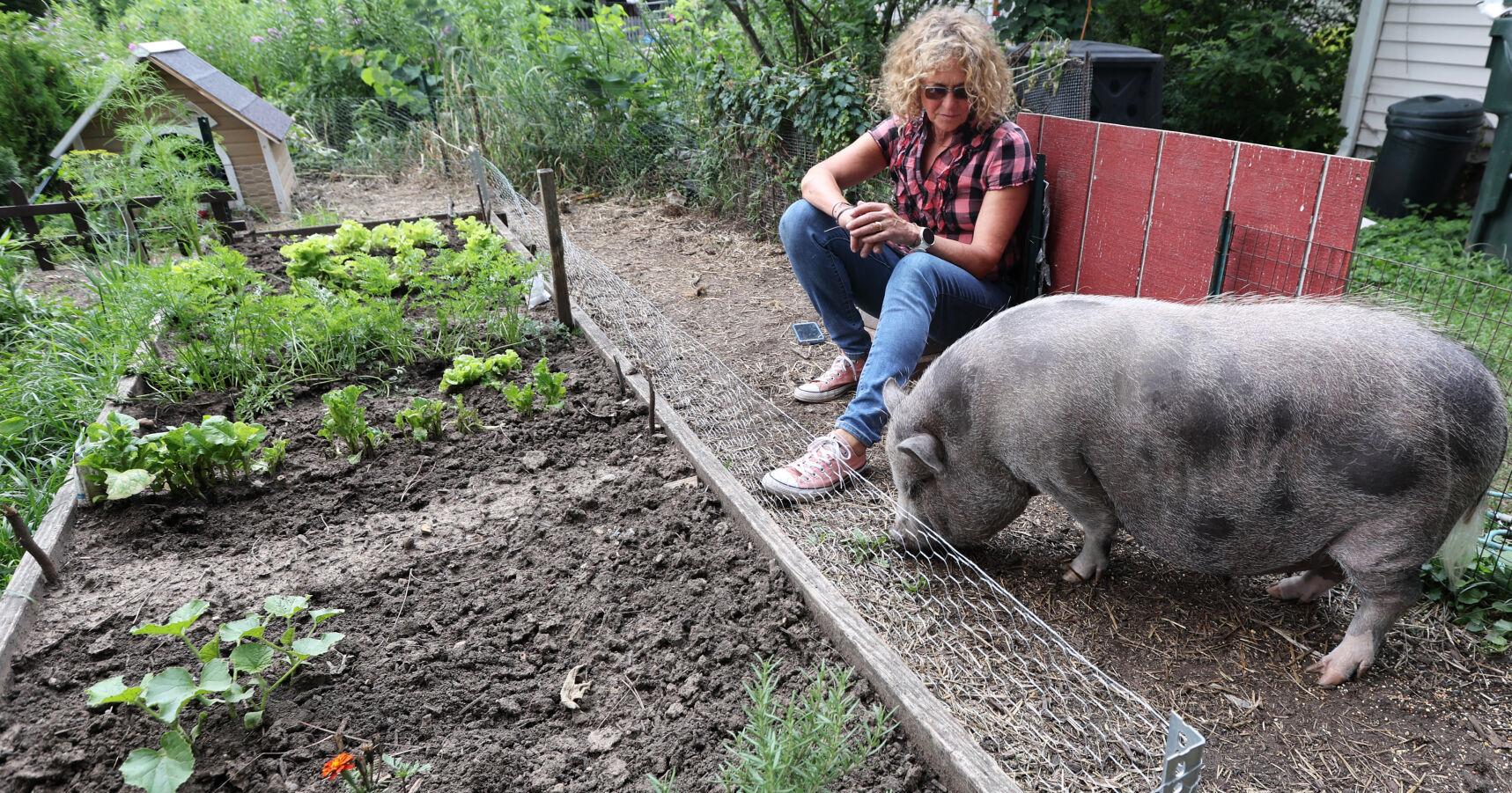 Madison says Rudi the pig has to move - Vimarsana News