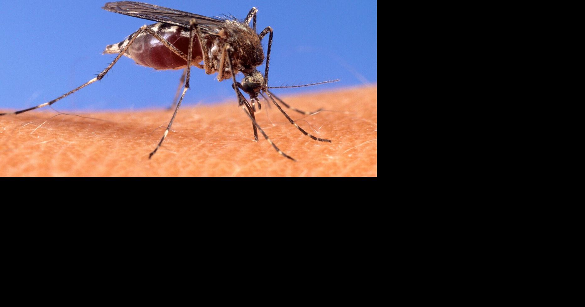 Madison needs more bug spray to protect the homeless from diseases, nonprofit leader says