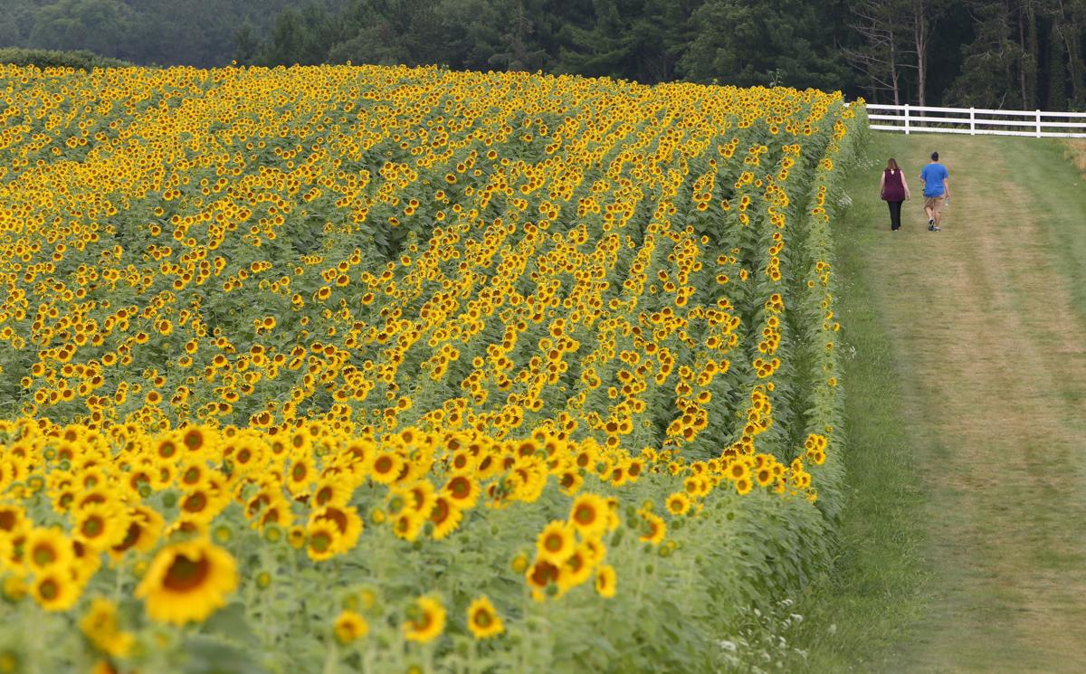Sunflower Days Returns To Town Of Middleton With Tickets Shuttle Buses And A 5k Race Local Government Madison Com