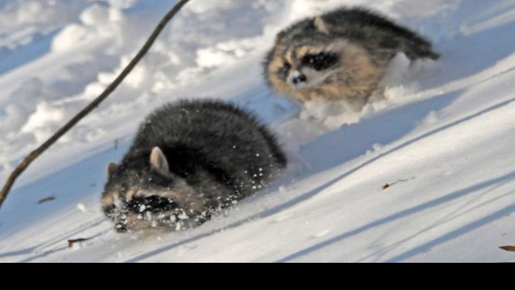 Patrick Durkin Hunting Raccoons Worth The Wait And The Work