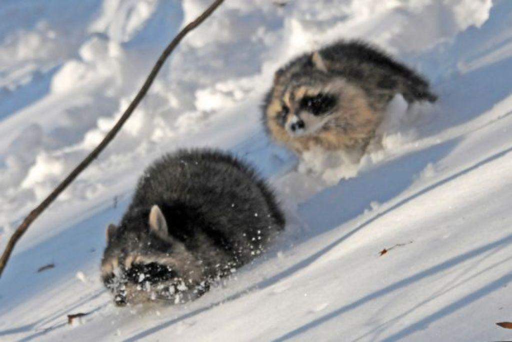 Patrick Durkin Hunting Raccoons Worth The Wait And The Work