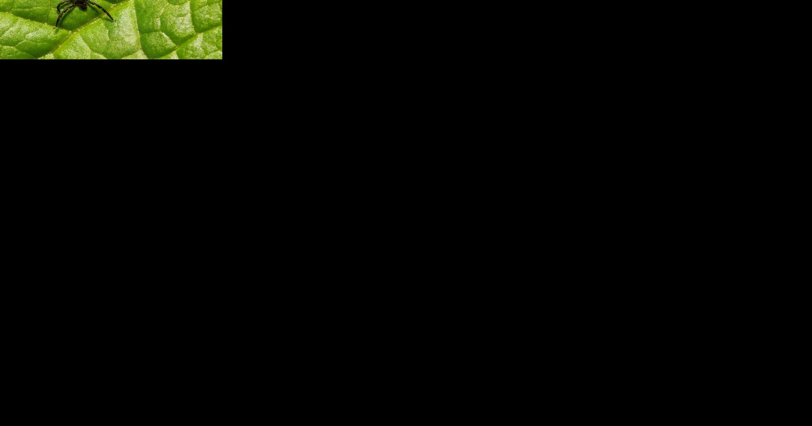 Wisconsin could see early year for ticks, fleas, crop pests - Vimarsana News