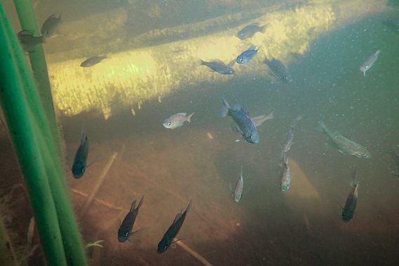 DNR Fisheries Research Project Receives Top National Honor