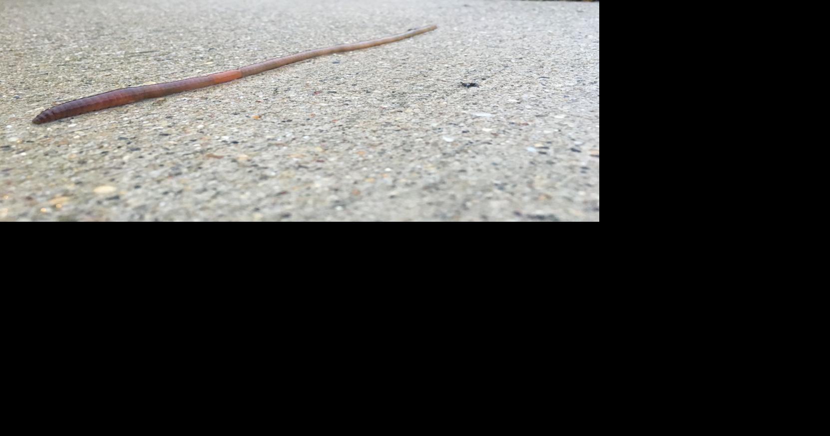 Just Ask Us Why do worms come out onto the pavement after it rains?