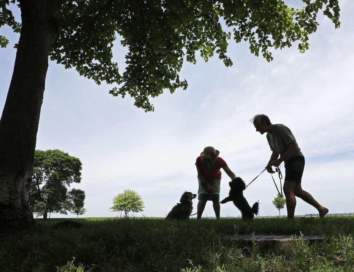 Dogs in Parks
