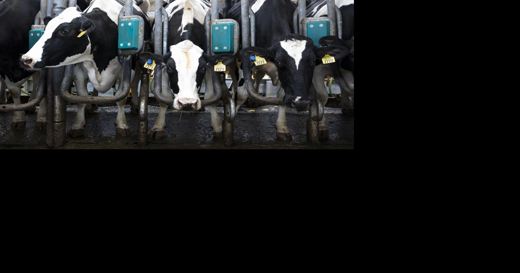 Avian influenza found in Dodge County dairy herd