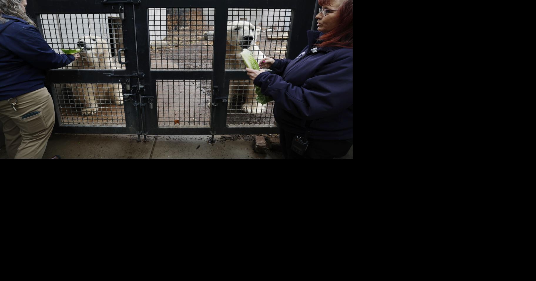 Photos: Feeding polar bears at Henry Vilas Zoo