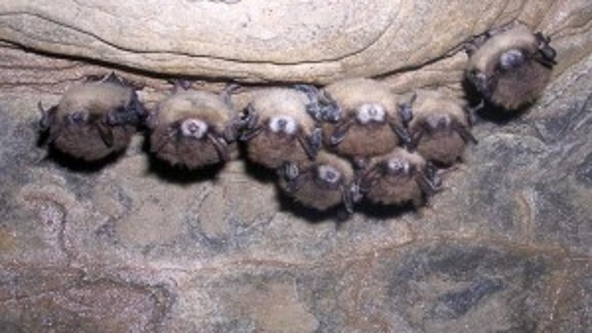 Footnote Are Threatened Bat Species Protected In Wisconsin Science Environment Madison Com