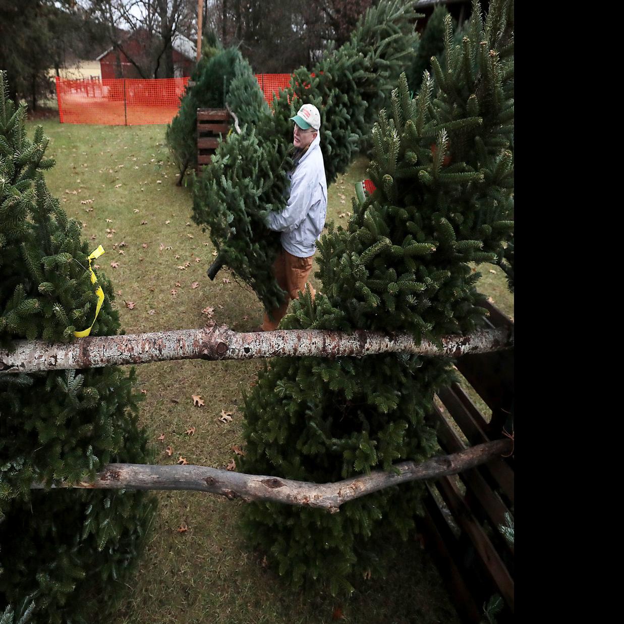 Christmas Tree Industry Chugs Along Despite Debate And Retirements Local News Madison Com