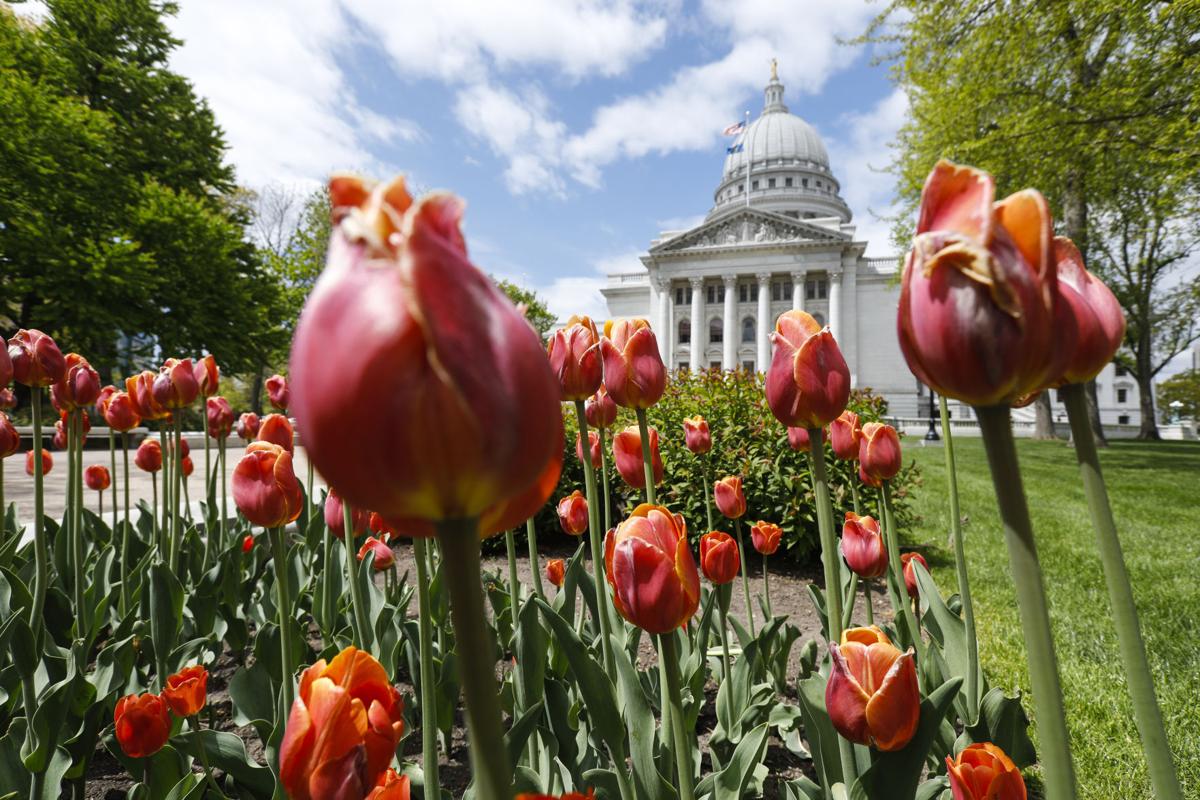 Capitol tulips