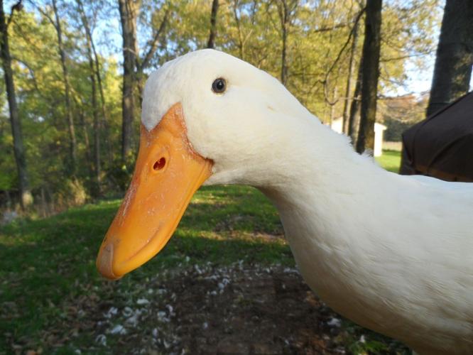 Generic free stock image of a duck