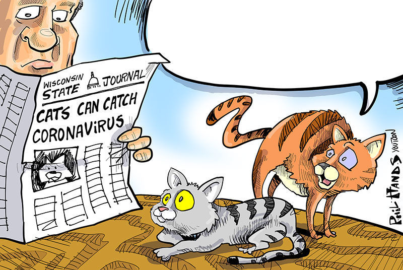Cat You Toon