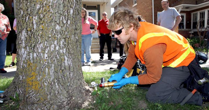 Photos: Ash tree chemical injection demonstration
