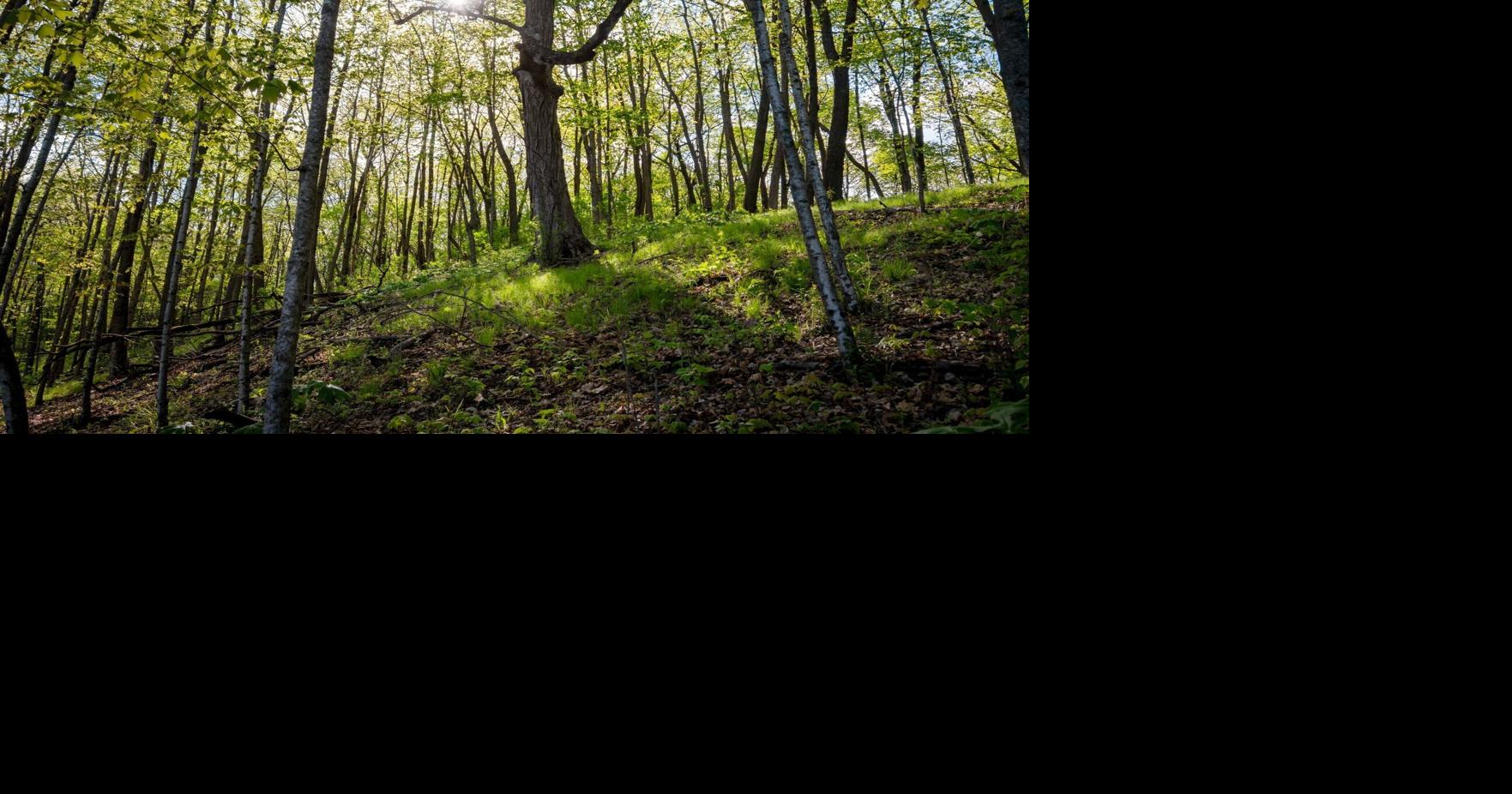 Warm weather and April showers bring ... more foliage