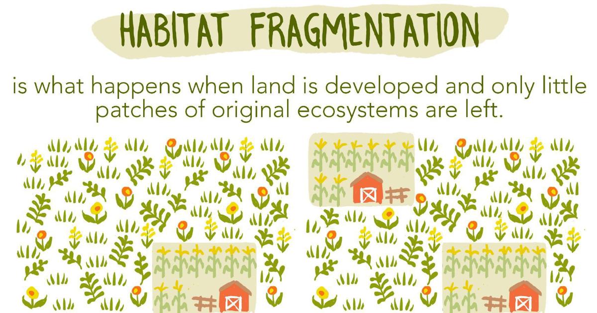 Environment Fragmentation Habitat fragmentation study explained