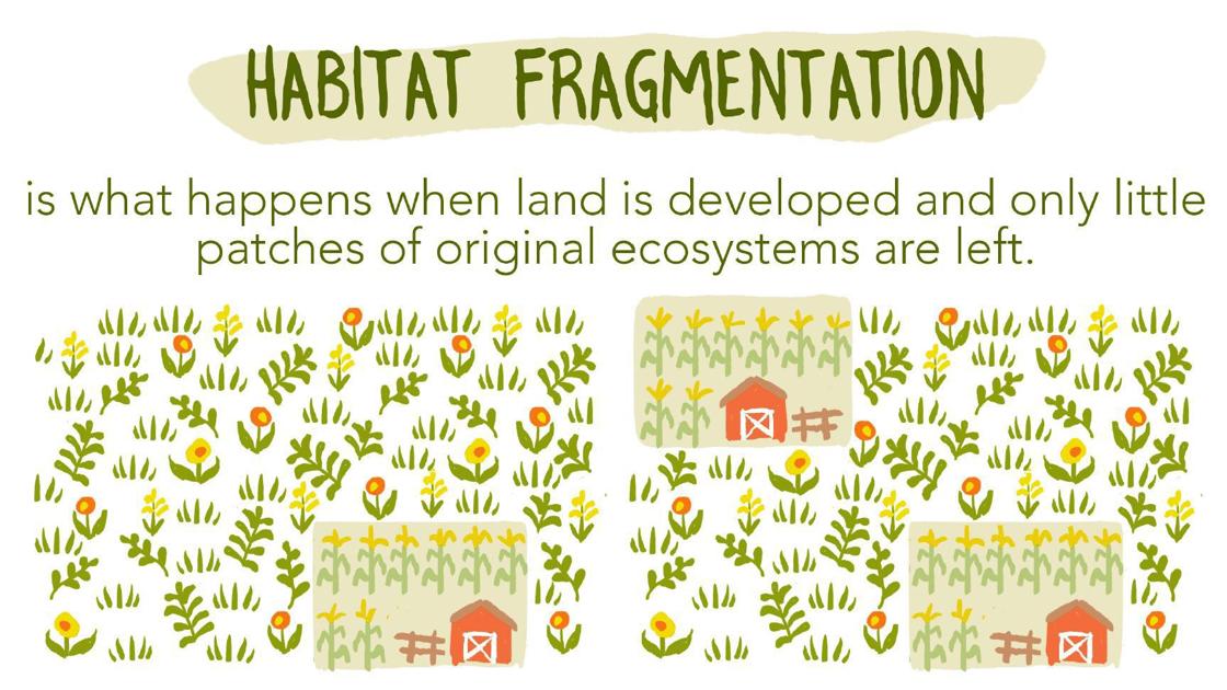 Fragmentation In Humans Examples Habitat Fragmentation Examples at Koby Rawling blog