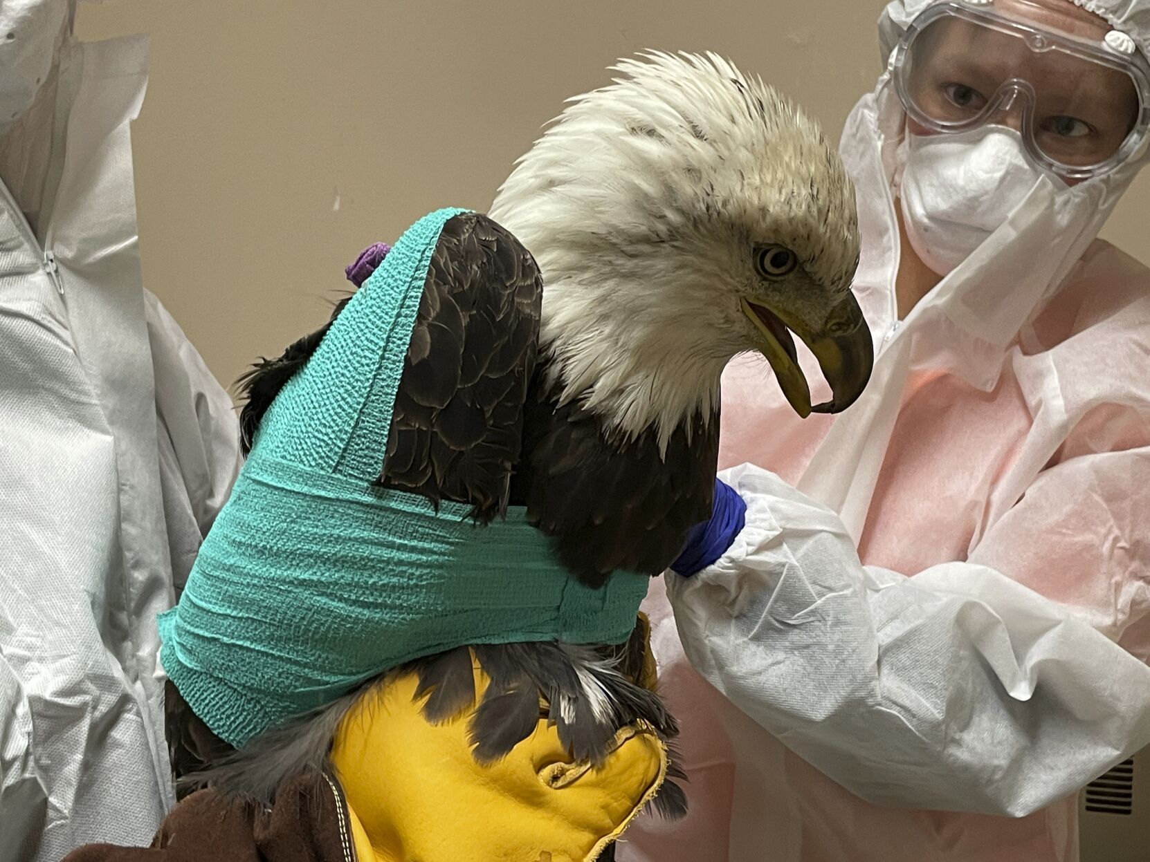 Update: Bald eagle found shot in Milwaukee County dies during surgery