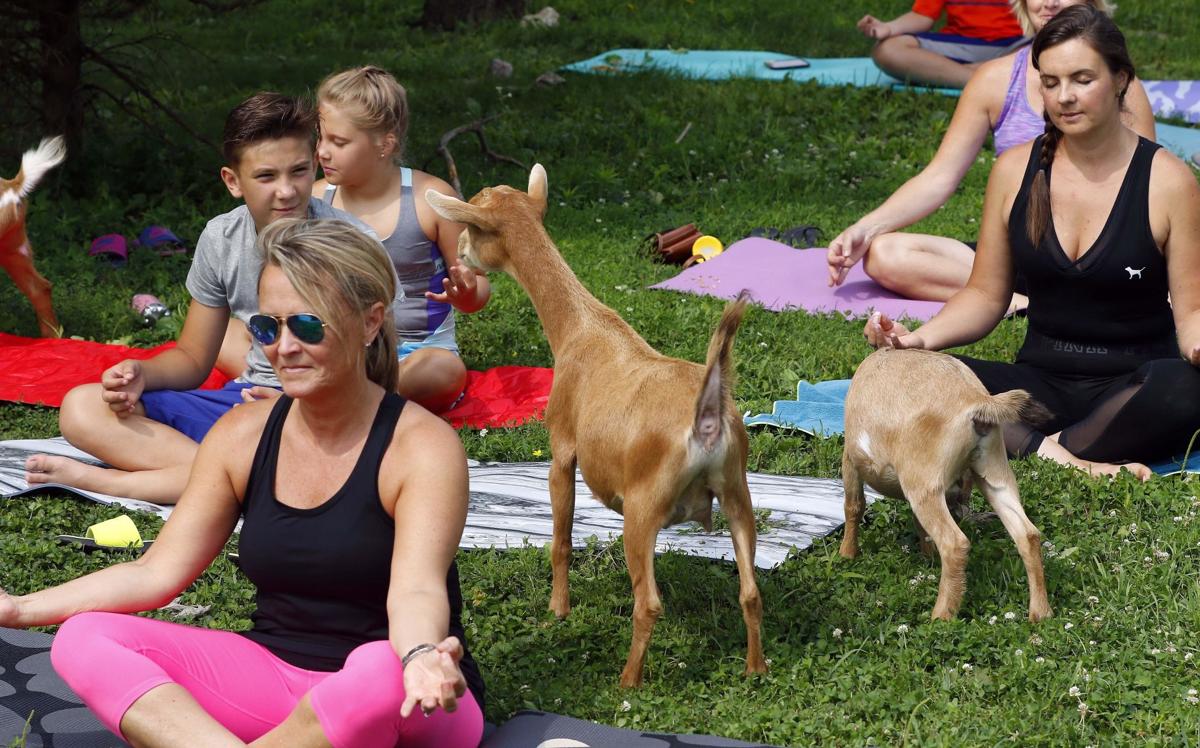 Photos Welcome To Goat Yoga Class National News Madison Com
