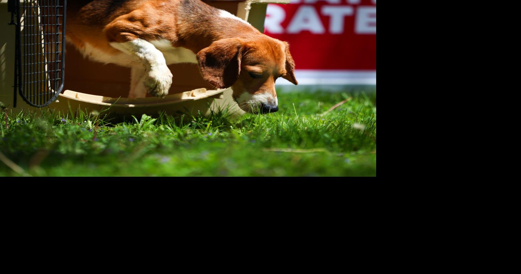 Dane County Humane Society welcoming hundreds of dogs from Ridglan Farms