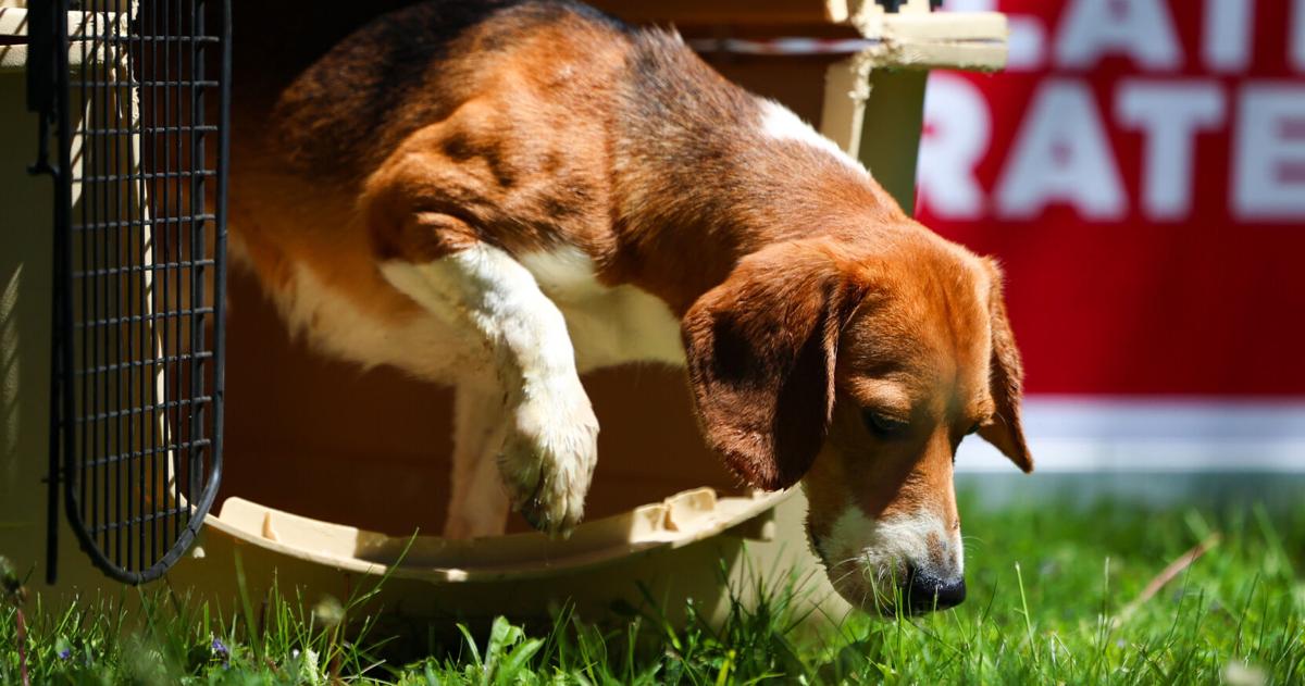 Dane County Humane Society welcoming hundreds of dogs from Ridglan Farms