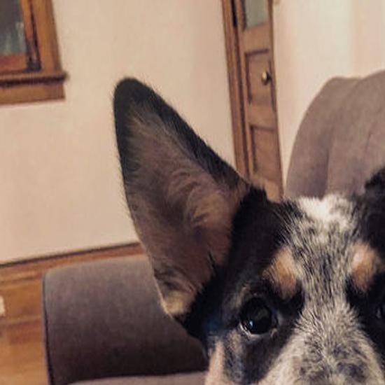 Top Dogs The 20 Most Popular Dog Breeds In Madison Pets Madison Com
