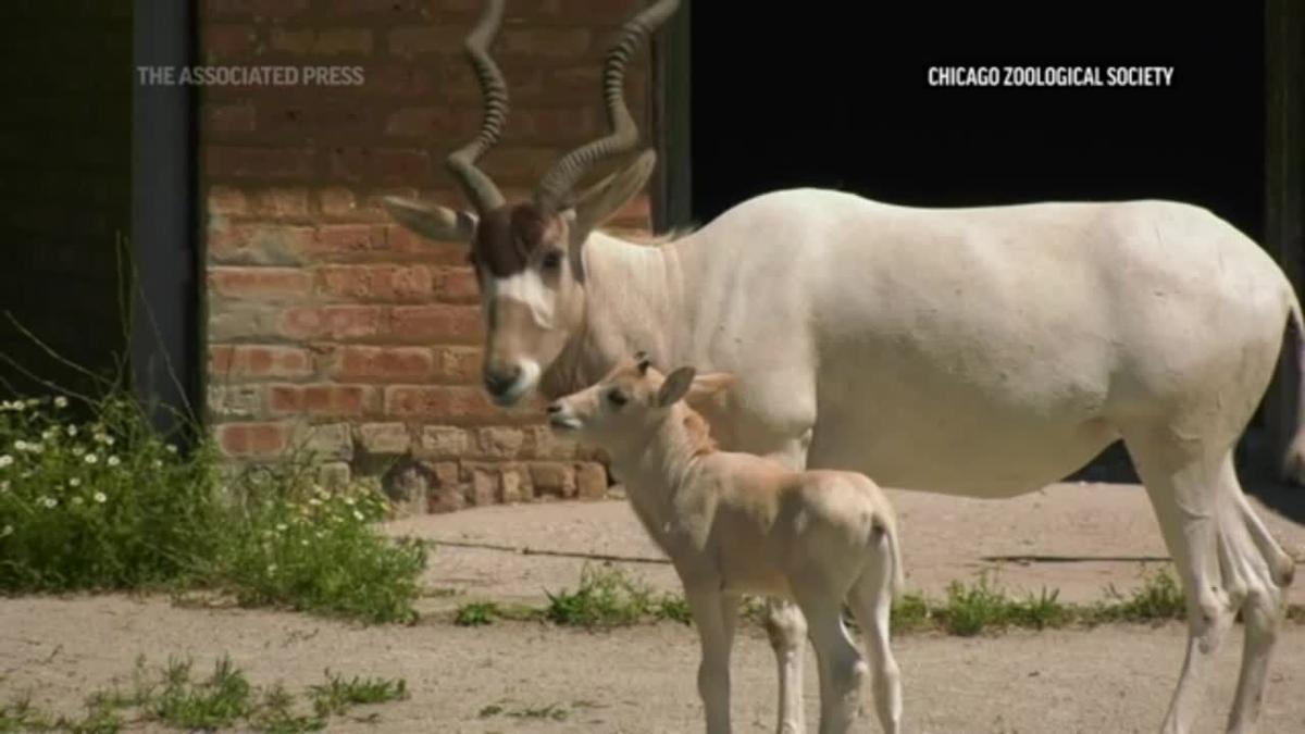 Endangered antelope calf born at Illinois zoo