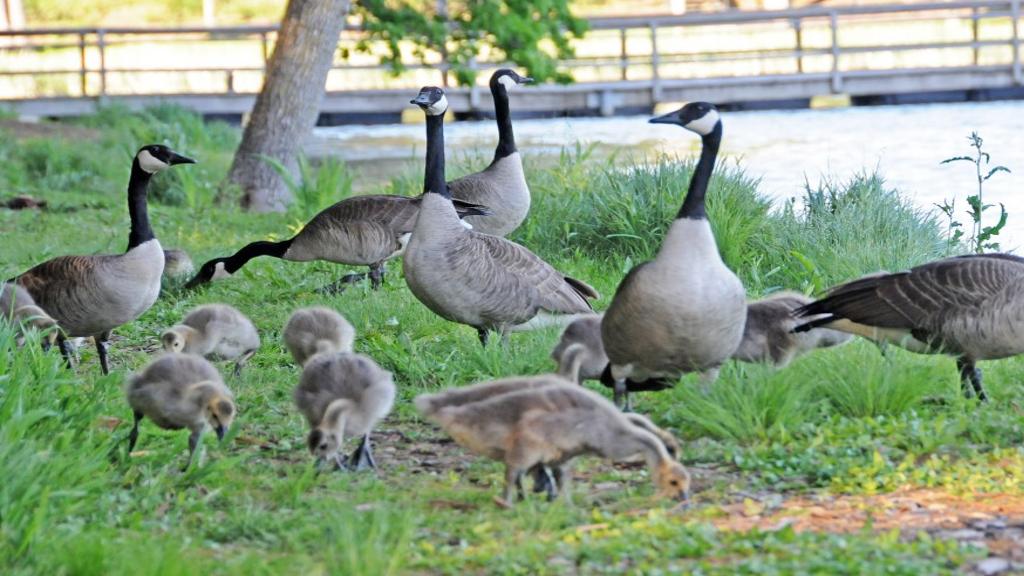 Durkin The Poop On Canada Geese They Re Overstaying Welcome Outdoors Madison Com