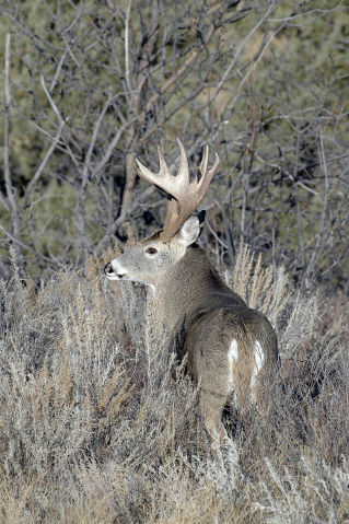 Outdoors: History of the deer hunt in Wisconsin