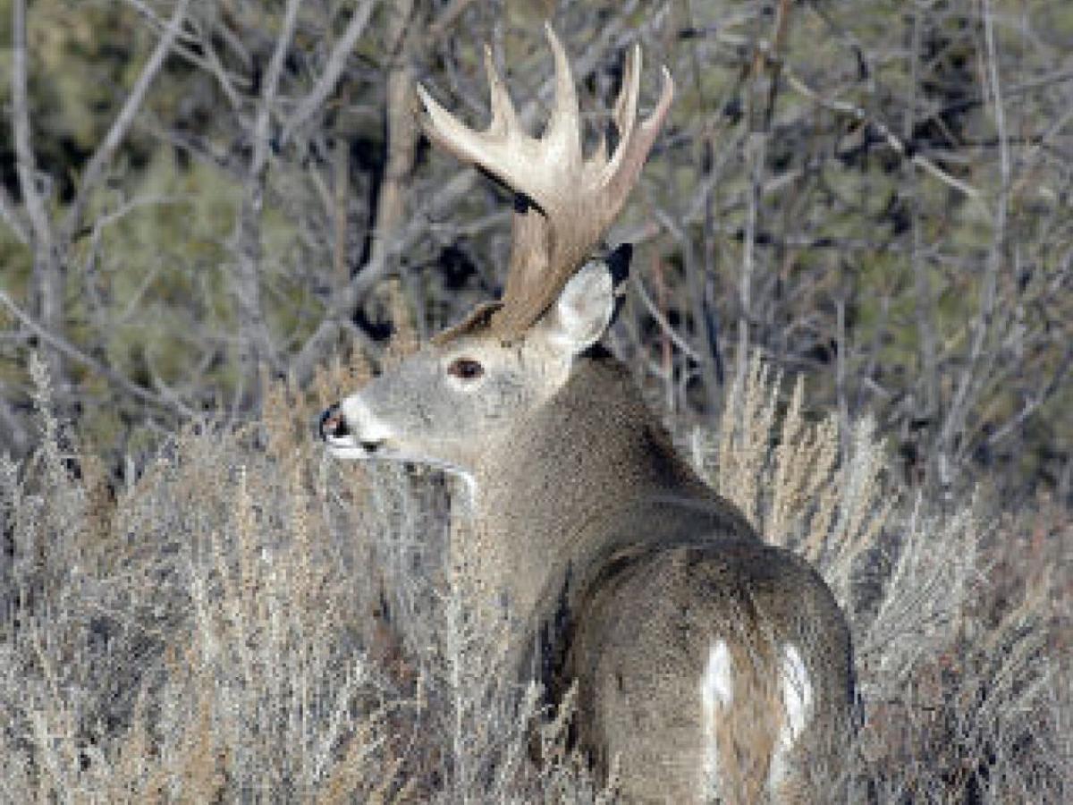 Outdoors History Of The Deer Hunt In Wisconsin Outdoors Madison Com