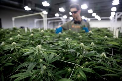 GOP for weed? Medical marijuana deserves swift passage