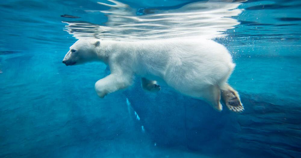 Nora is doing her part to help scientists research polar bears