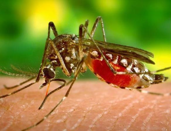 mosquito stock