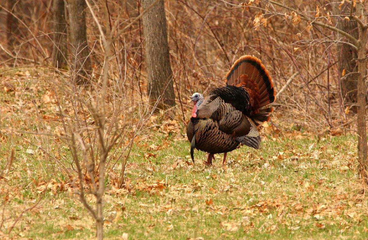 Jerry Davis Wisconsin's spring turkey season brings back memories