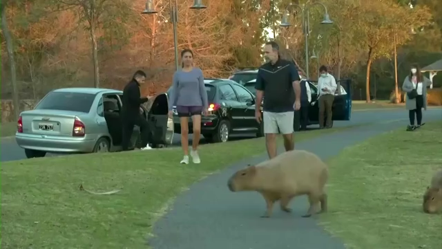 capybara petting zoo nyc