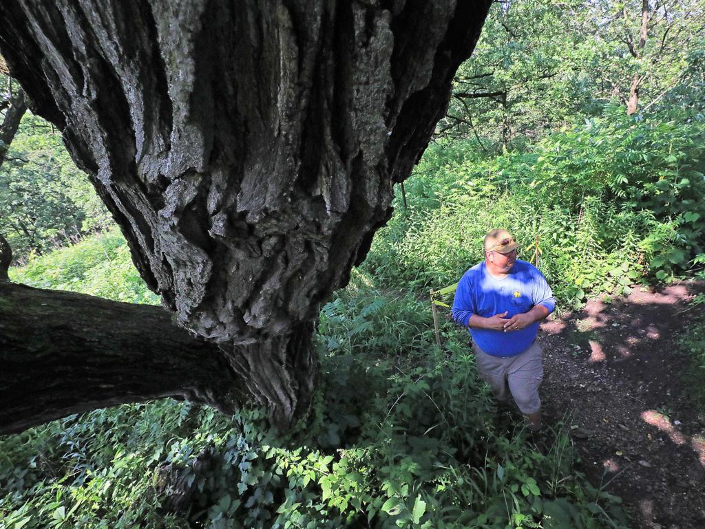 A Return To The Past With Oak Savannas In Dane County Parks