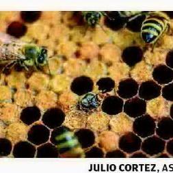 Nearly half of bee colonies died last year - Vimarsana News